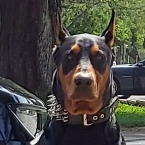 rayrey559's profile picture. 