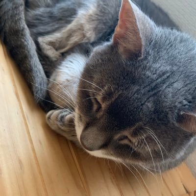 yuka880521's profile picture. 元気な男児2人の母であり兼業主婦です♪投資勉強中🔥暗号資産は5派に期待🙏✨仕事と子育てと投資の勉強に日々奮闘📚