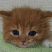 ねことダンボール (@cjrpqsmrmwiwlwp) 's Twitter Profile Photo ねことダンボール (@cjrpqsmrmwiwlwp) 's Twitter Profile Photo