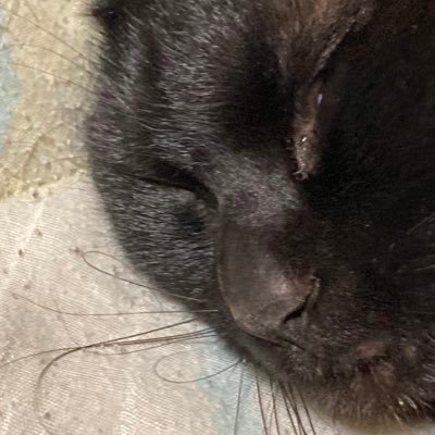 manzoku1073's profile picture. ただ、一生懸命生きています。 色んな画像ツイートしていきます山､猫､飯etc.