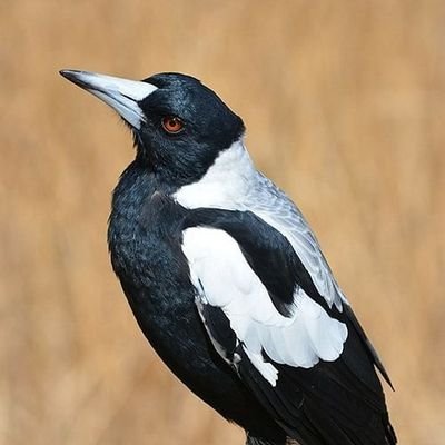 aussieruss898's profile picture. 1 eye, with a black pupil