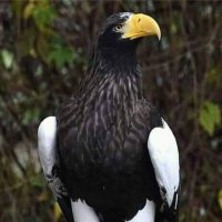 Beyaz Kartal (@beyazkartal58) 's Twitter Profile Photo