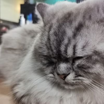 Winky NEKOさんのプロフィール画像