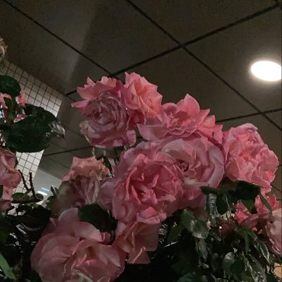 N10Naho's profile picture. 