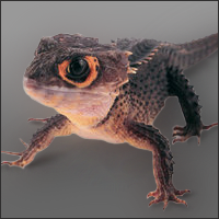 Skinklizzard's profile picture. 