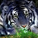 John Shaver - @TigerStripes40 - Twitter