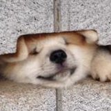 北原京人 (@pistachiking) 's Twitter Profile Photo