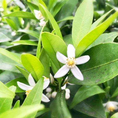 AB4kD70F4aEizZ9's profile picture. ５０代♂　You Tubeのおすすめでオレンジの悪魔のローズパレードを見て京都橘高校吹奏楽部とオービルズに心奪われ中😅O-VILSファンクラブ所属
https://t.co/VNy0juHCtb