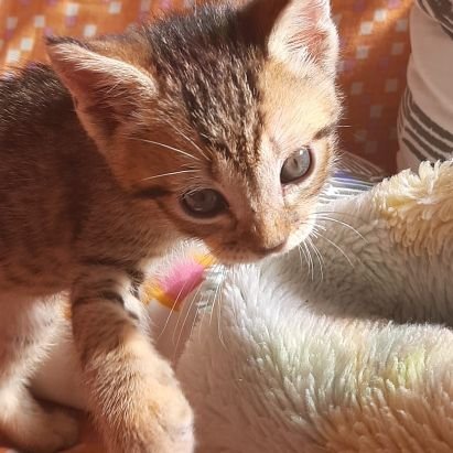 bella_solana's profile picture. Ciudadana del mundo