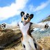 Brandog๐ถ๐LVFC, FWA (@brandogie) Twitter profile photo Brandog๐ถ๐LVFC, FWA (@brandogie) Twitter profile photo