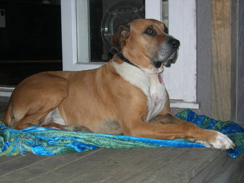 Monsieur_Max's profile picture. A Super Dog!