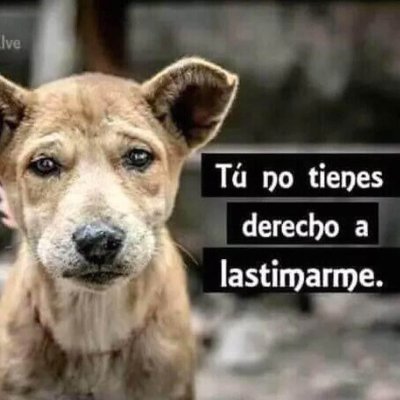 SalaZazpe's profile picture. Animalista - Podemos - Pacma
