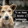 SalaZazpe's profile picture. Animalista - Podemos - Pacma