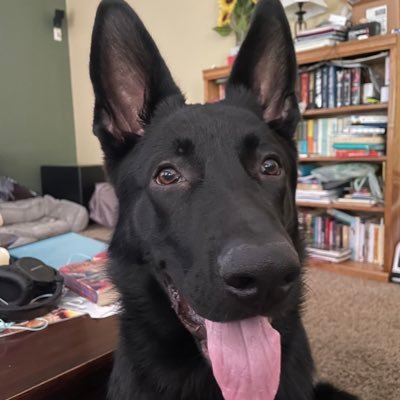 dhausman's profile picture. Find me at @dhausman@masto.ai