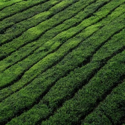 Blog o chińskiej herbacie, wzbogacony o doświadczenia z ponad 10 lat spędzonych w Chinach.