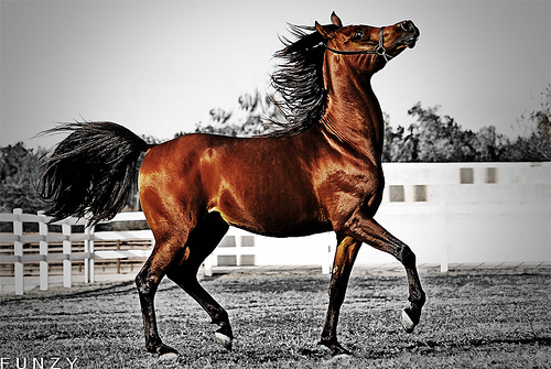 Arabians are a symbol for speed, intelligence and eloquence!