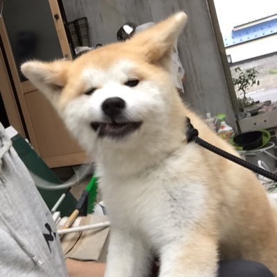 秋田犬 五元(イモト) (@3CTk19hL1JV8l0X) / Posts / X