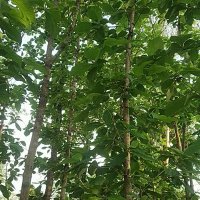 Bam Shankar (@bamshan14534653) 's Twitter Profile