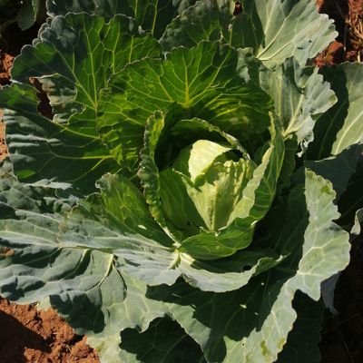 The world is running out of ideas.
Let us go back to farming