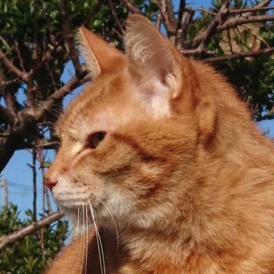 2004年9月に子猫だったトラを保護しました。今年の夏20歳になります。2018年CRE2.2で慢性腎不全の診断を受けました。2022年2月に初めて癲癇を起こし5/24からエピレスを飲んでいます。
  #慢性腎不全  #猫てんかん