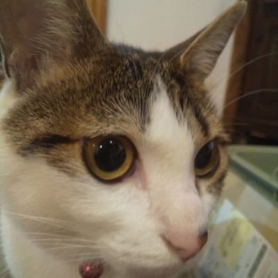 etta_hogoneko's profile picture. 