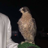 عسكر متواجد 🌚 (@bo3_skr) 's Twitter Profile