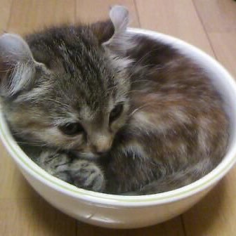 SupersadAlmond's profile picture. 🐻 (twt is basically my diary)