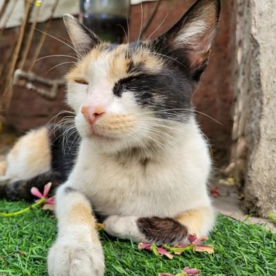 rahuls_5151's profile picture. 