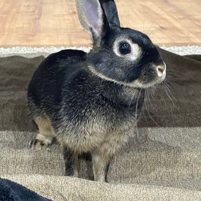 nz2HqyMO0Q8M2tZ's profile picture. 初めまして！ 和歌山県在住、建具歴5年の職人です。 休みの日に練習で作成したものをアップしていこうと思います。前職は、空調冷凍設備、給水、電気等設備のメンテナンス、修理を10年ほど。