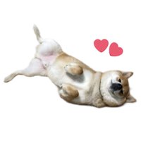 柴犬🐕太郎のむふん堂 (@taro_muhun) Twitter profile photo