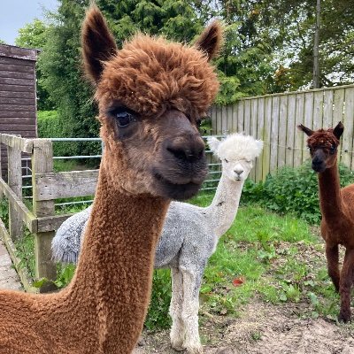 A very small small holding with alpacas and Pygmy goats