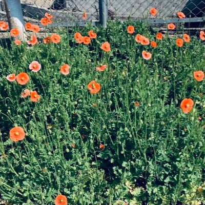 KiRwtpc3ZFWivee's profile picture. 