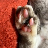 くるせ (@curuse_) 's Twitter Profile