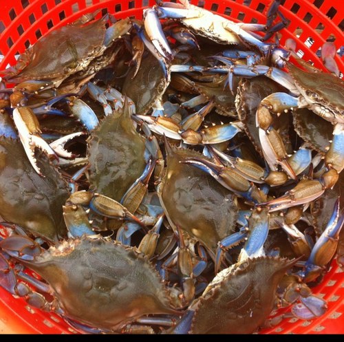 Captain Jay (@JaysGotCrabs) | Twitter