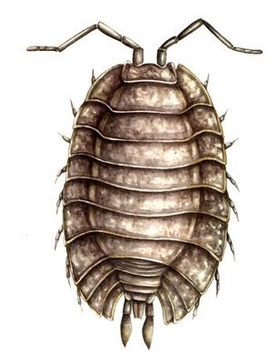 An Old Louse