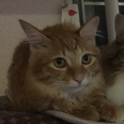 backfront_orisu's profile picture. 23さいちゃん