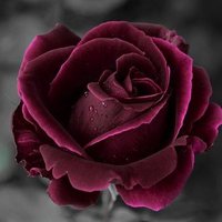 serkan (@serkan68835786) 's Twitter Profile Photo