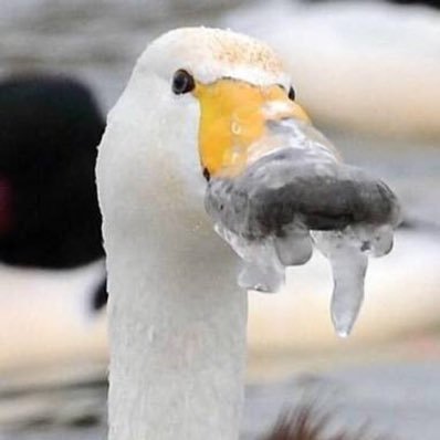どエンド君のプロフィール写真