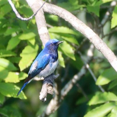 一眼、鳥撮影初心者の20代社会人 野鳥撮影にはまり、のんびり鳥を探しにいきます。無言フォロー失礼します。フォローなどはご自由にどうぞ!無断転載はNGです。