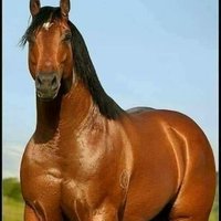 العنتيل (@zepkpeeeer) 's Twitter Profile
