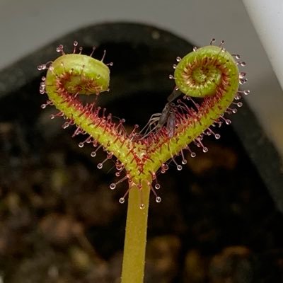 Trying to grow carnivorous plants and more. Successes and failures are guaranteed. Born in 1984, Calabria 🇮🇹