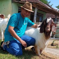 HBU BOER FARM MALANG JAWA TIMUR (@heruirawanaji1) 's Twitter Profile