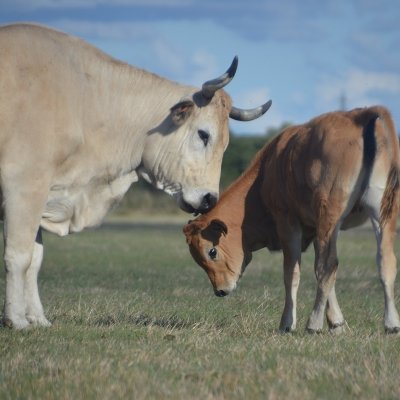 Actualités de l'unité expérimentale INRAE de Saint-Laurent-de-la-Prée @INRAE_ACT @INRAE_Poitiers #marais #transitionagroecologique #maraichine #biodiversite