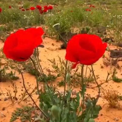 al3nzi2_2's profile picture. 