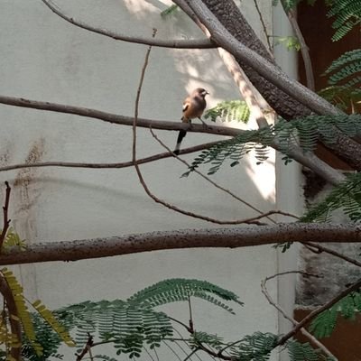 sriniva57497263's profile picture. Hard Work Never Fails