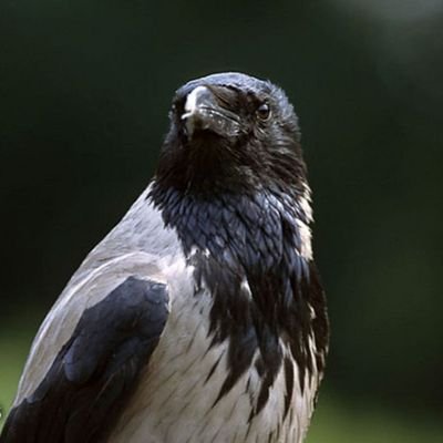 Crow03934762's profile picture. 
