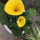 alejandro sevilla gonzalez - @alejand47519563 - Twitter