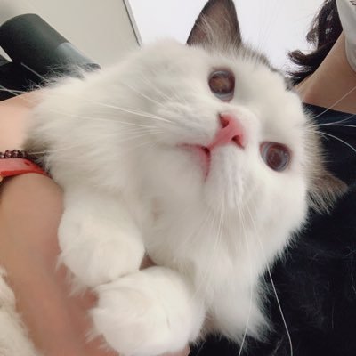 jungeseo's profile picture. gpt项目：https://t.co/0n7z054zrK