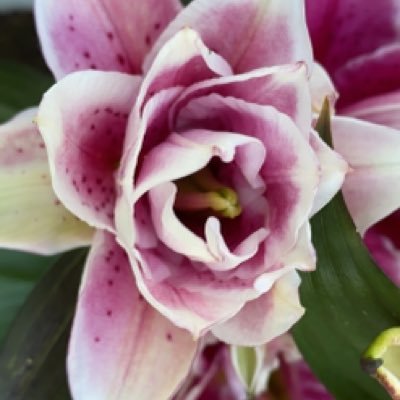 BB2146000592's profile picture. working single mom of 2+💫
🌹🌷🌸 gardening
❤️ ✌🏻 & 💉 🔴
DIY and get it done, procrastinator!
🇦🇹born, 🇩🇪 🇬🇧 🇫🇷 🇮🇹 speaking