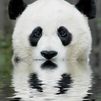 TOMOKI (@tmk_ico) 's Twitter Profile